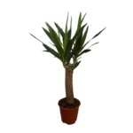 No decorative pot