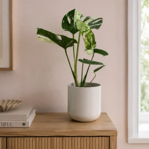 Thai Constellation Monstera