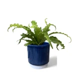 Athens Blue Ribbed Pot