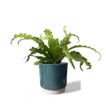Eno Pot
