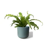 Lisbon Sage Pot