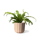 Apricot Geo Pot