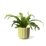 Lemon Geo Pot