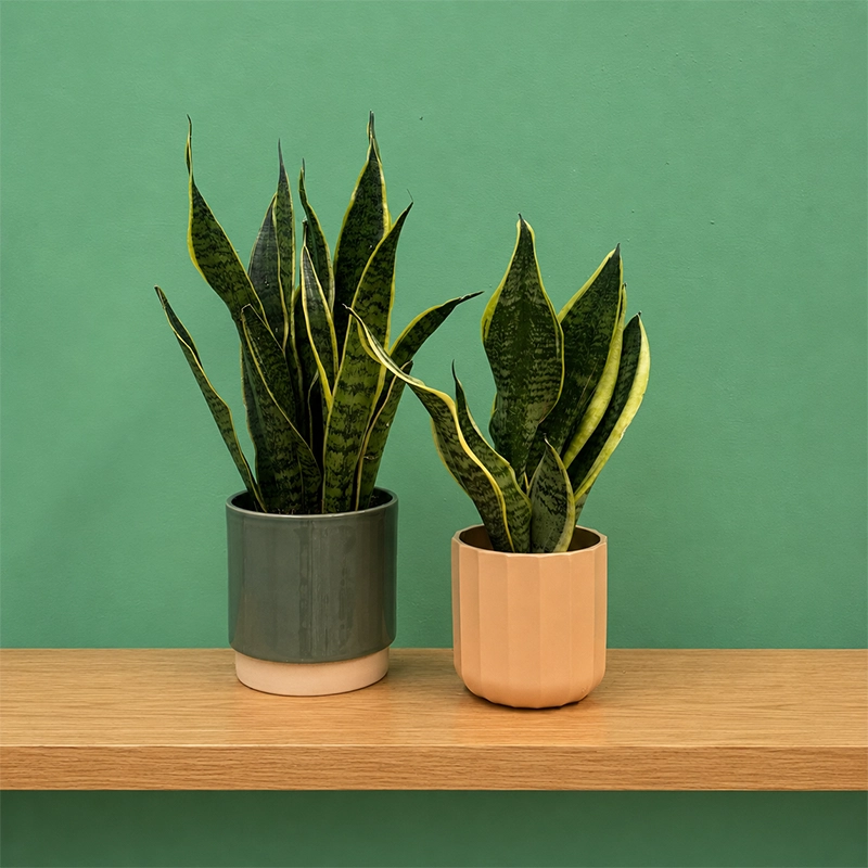 Futura Superba Snake Plant - Image 3