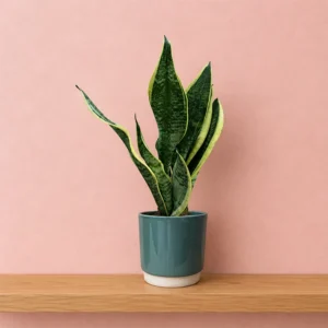 Futura Superba Snake Plant