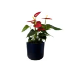 Black Lisbon Pot