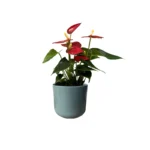 Sage Lisbon Pot