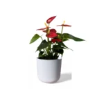 White Lisbon Pot