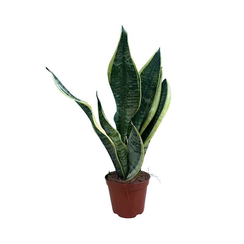 Futura Superba Snake Plant - Image 2