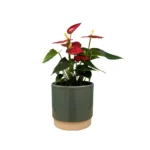 Eno Green Pot